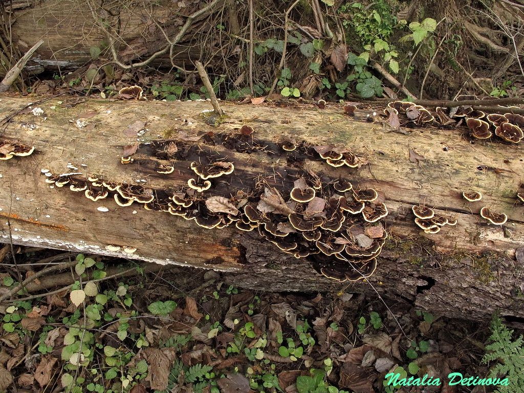 Заборный гриб (Gloeophyllum sepiarium) Автор фото: Детинова Наталия