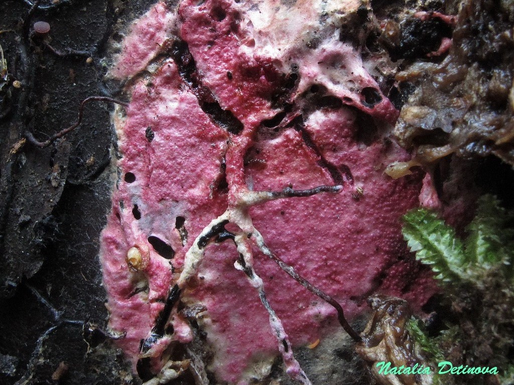 Гипомицес розеточный (Hypomyces rosellus) Автор фото: Детинова Наталия