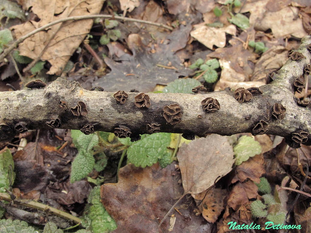 Энцелия пучковая (Sclerencoelia fascicularis) Автор фото: Детинова Наталия