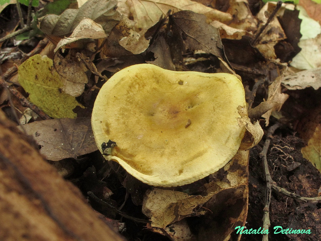 Рядовка серно-жёлтая (Tricholoma sulphureum) Автор фото: Детинова Наталия