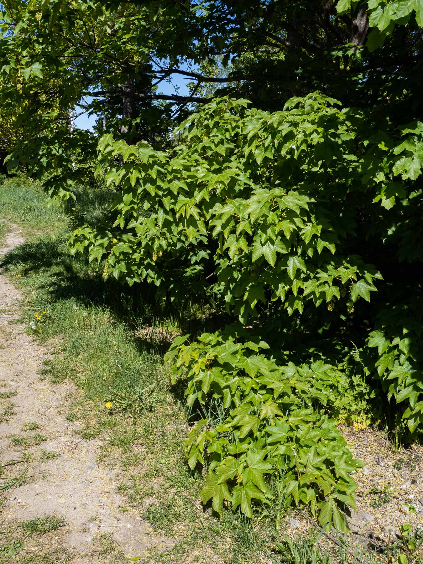 Клён ложноплатановый (Acer pseudoplatanus), также известный как клён белый, в Швеции - интродуцированный вид, завезённый в страну в XVIII веке и успешно прижившийся в её южной части. Стокгольм, май 2020 года. Автор фото: Сутормина Марина