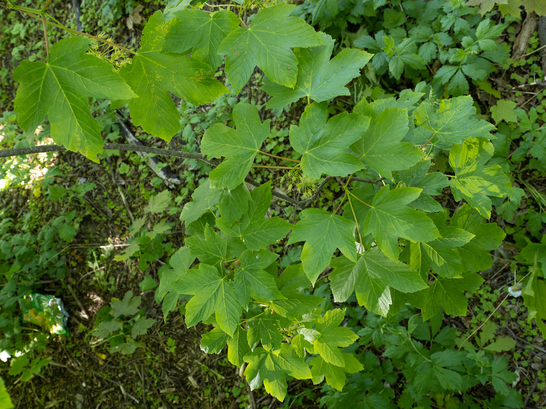 Клён ложноплатановый (Acer pseudoplatanus), также известный как клён белый, в Швеции - интродуцированный вид, завезённый в страну в XVIII веке и успешно прижившийся в её южной части. Стокгольм, май 2020 года. Автор фото: Сутормина Марина