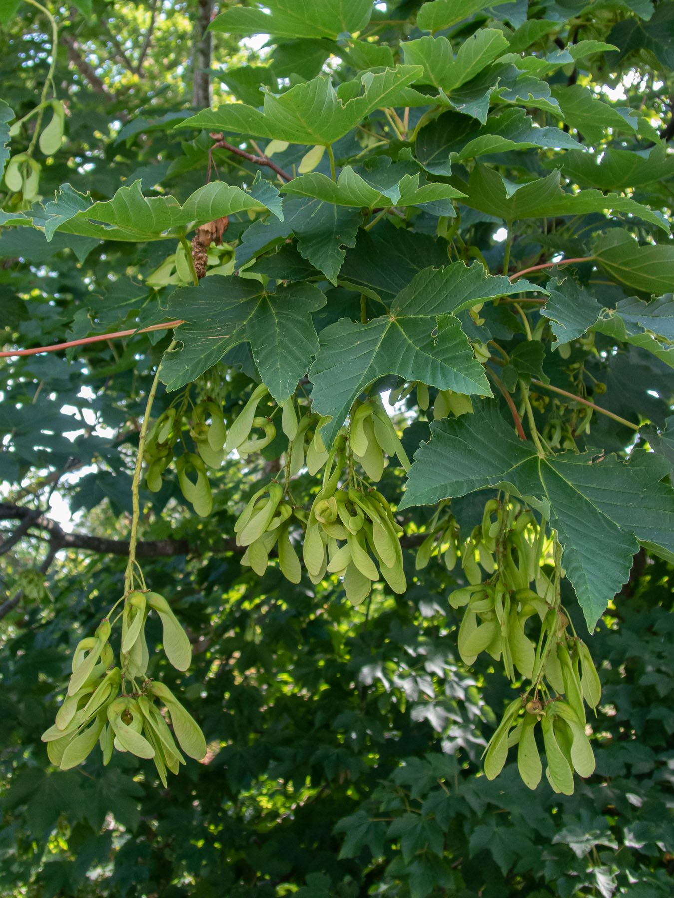 Плоды клёна ложноплатанового (Acer pseudoplatanus). Стокгольм, июнь 2020 года. Автор фото: Сутормина Марина