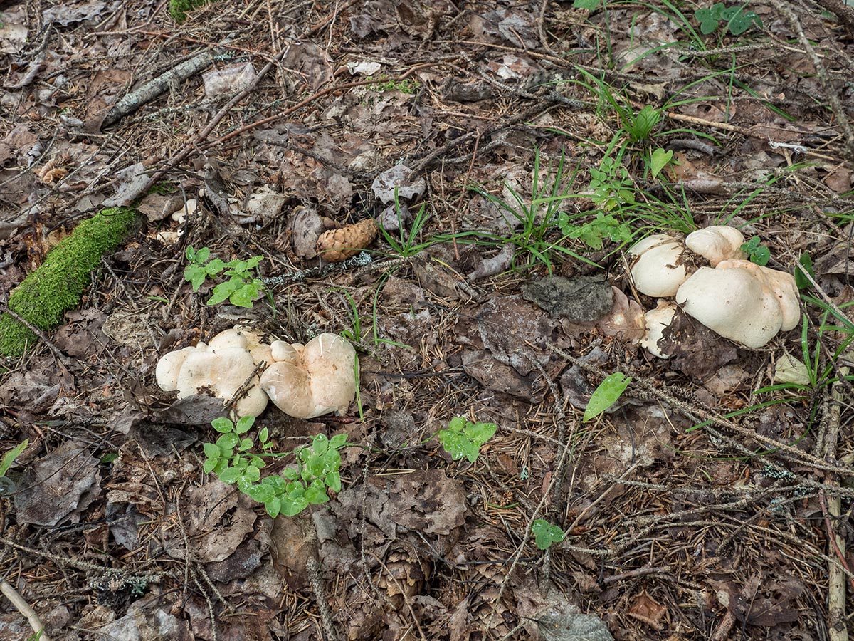Альбатреллус сливающийся (Albatrellus confluens) типичный вид для шведских лесов. Встречается во второй половине лета и первой половине осени. Автор фото: Сутормина Марина