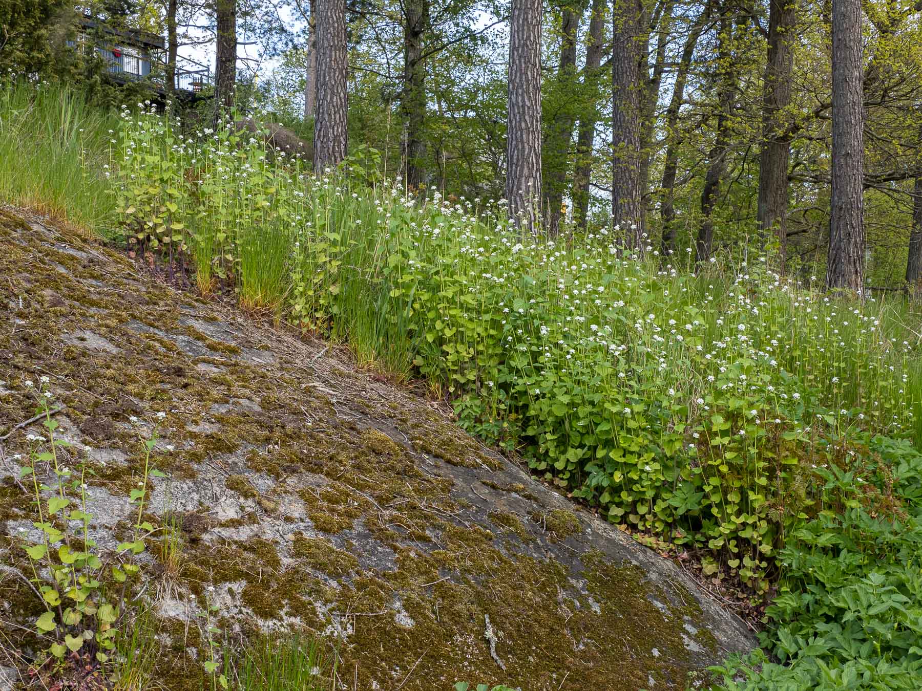 Чесночница черешчатая (Alliaria petiolata) растёт в Стокгольме повсеместно, как в лесу так и в черте города. Автор фото: Сутормина Марина