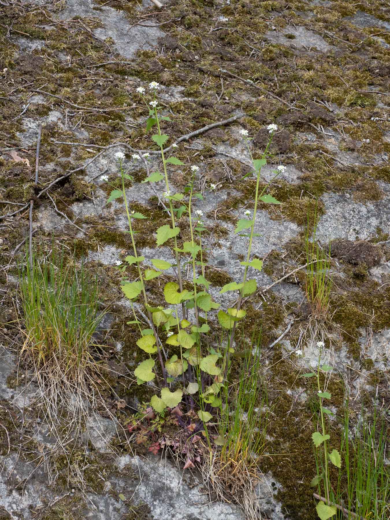 Чесночница черешчатая (Alliaria petiolata) растёт в Стокгольме повсеместно, как в лесу так и в черте города. Автор фото: Сутормина Марина