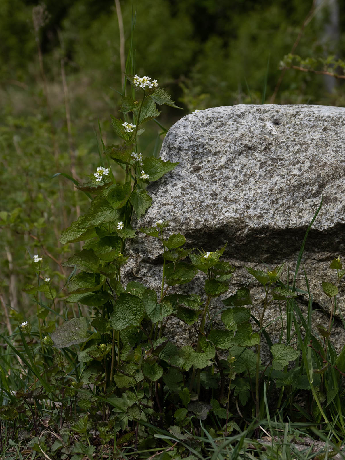 Чесночница черешчатая (Alliaria petiolata) Автор фото: Сутормина Марина