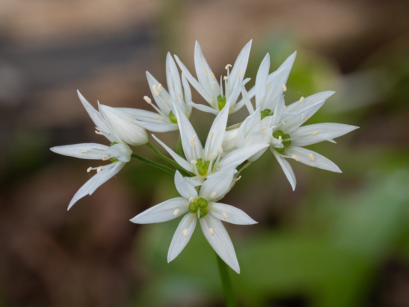 Черемша (Allium ursinum). Автор фото: Сутормина Марина