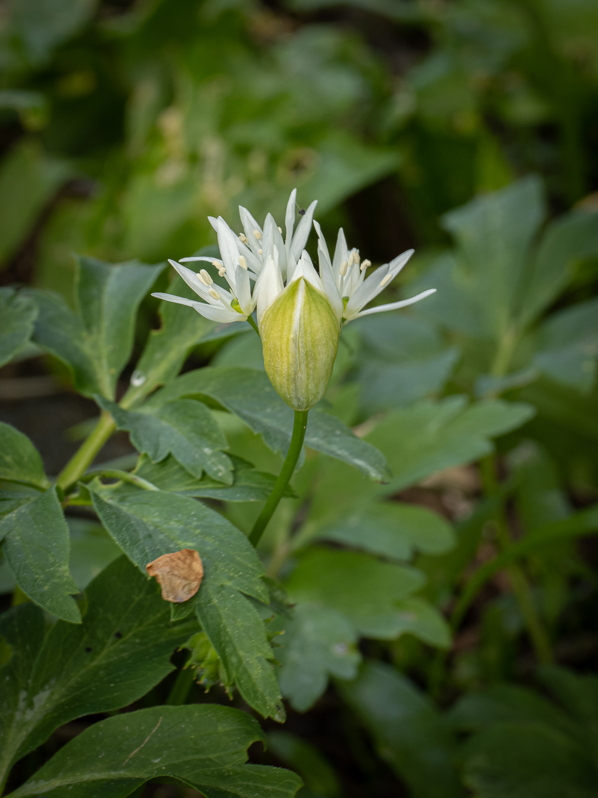 Черемша (Allium ursinum). Автор фото: Сутормина Марина