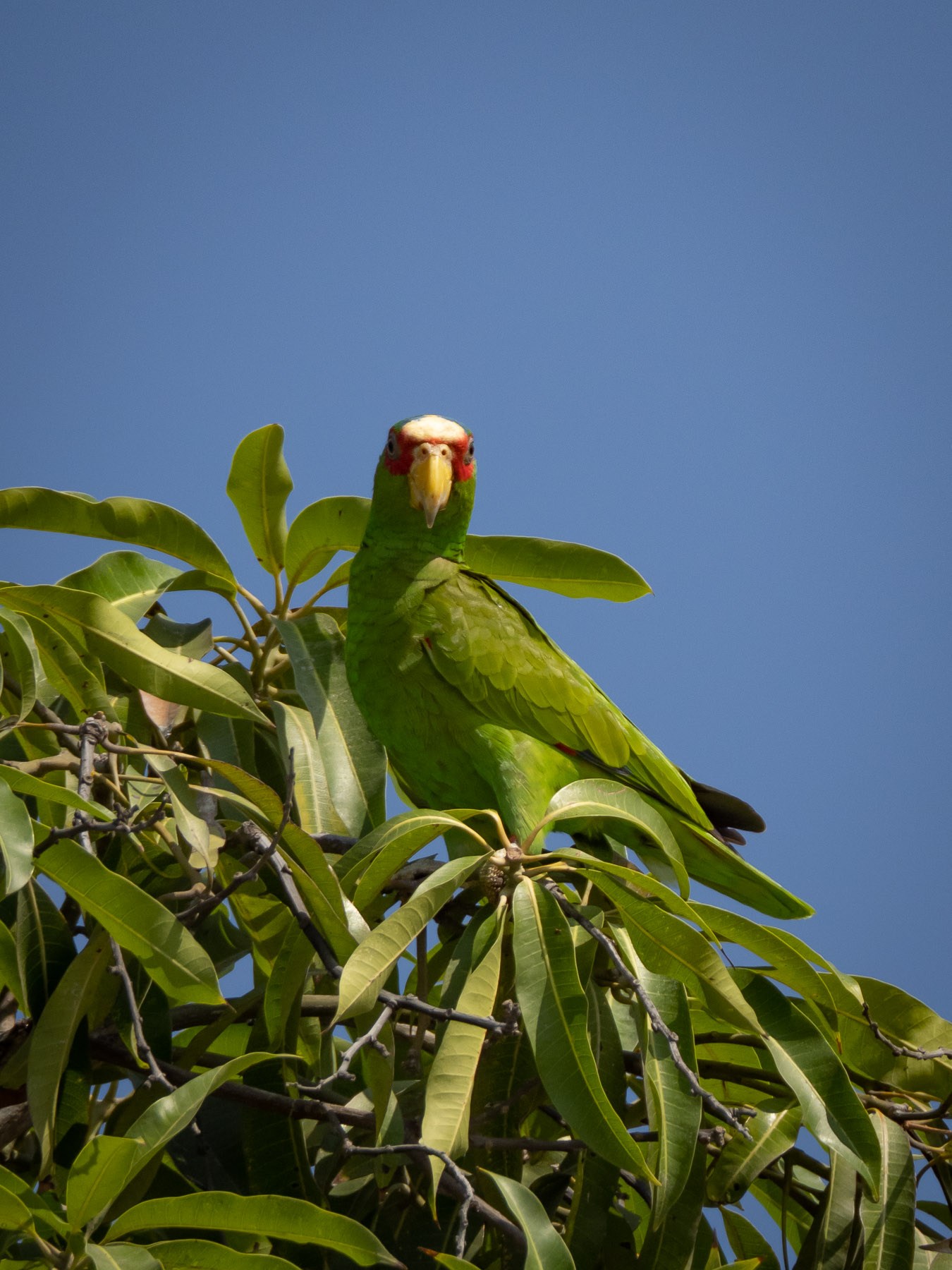 Небольшой зелёный попугай, обитающий в тропических лесах центральной Америки. Тихоокеанское побережье Мексики, Хуатулко, март 2021. Автор фото: Сутормина Марина