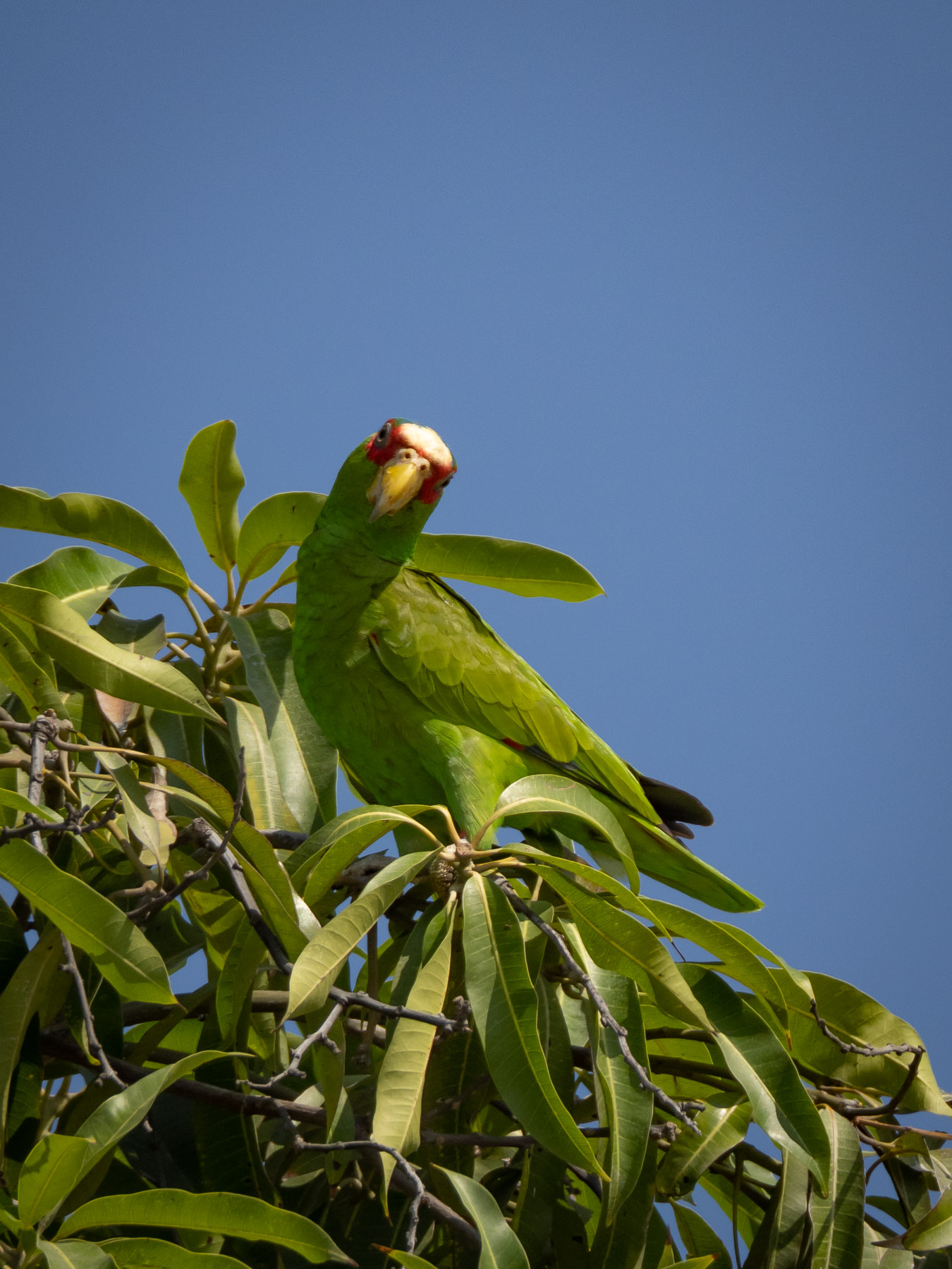 Небольшой зелёный попугай, обитающий в тропических лесах центральной Америки. Тихоокеанское побережье Мексики, Хуатулко, март 2021. Автор фото: Сутормина Марина
