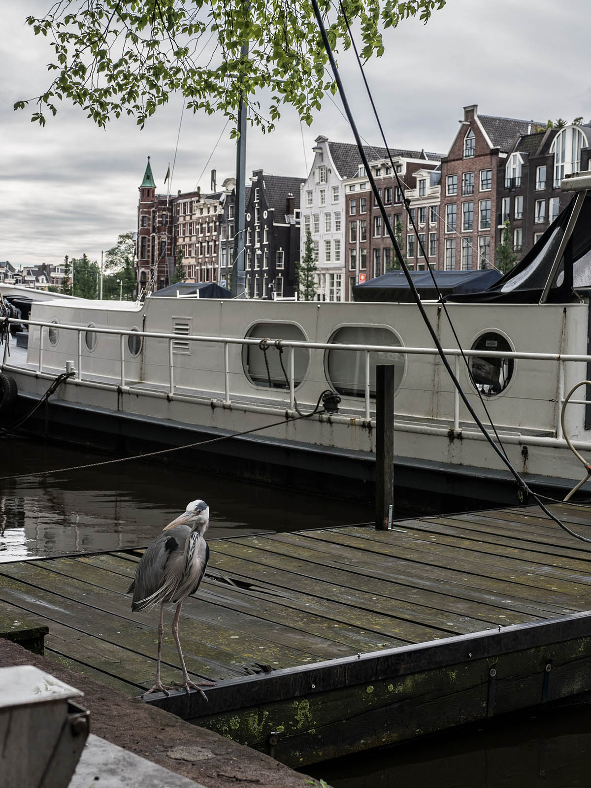 Серая цапля (Ardea cinerea) на каналах Амстердама, июнь 2019 года. Автор фото: Сутормина Марина