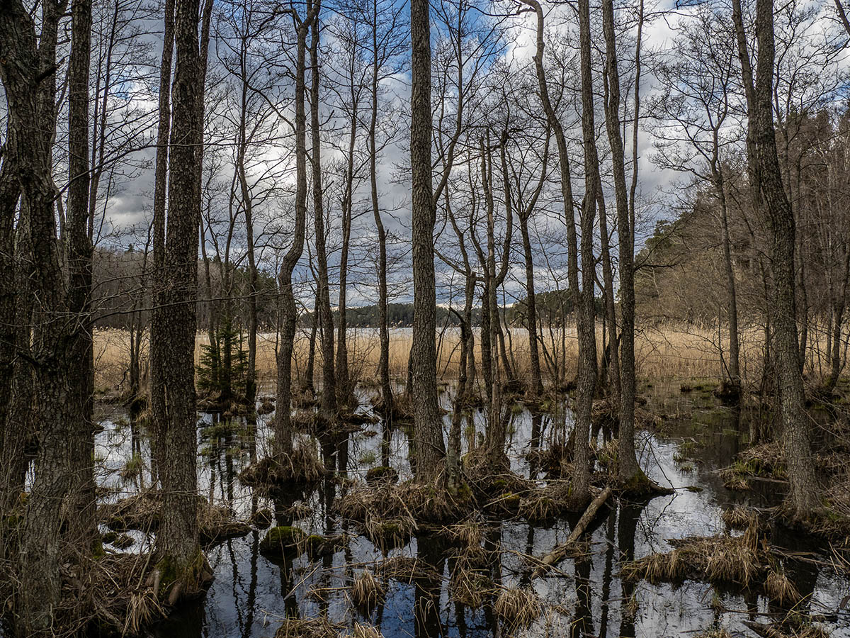 Природный парк Bornsjön (Bornsjöns naturreservat) Автор: Сутормина Марина