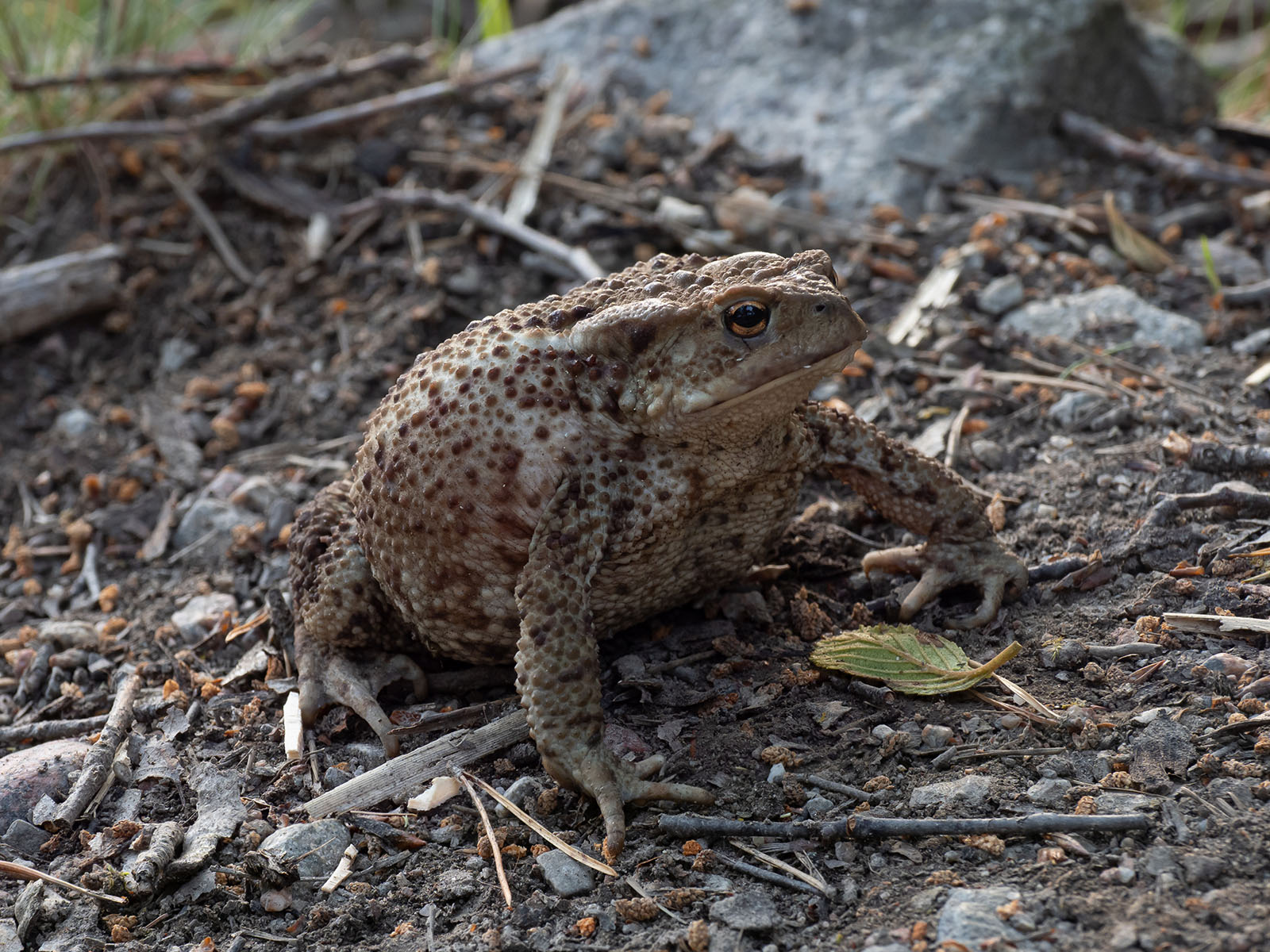 Обыкновенная жаба (Bufo bufo) Автор фото: Сутормина Марина