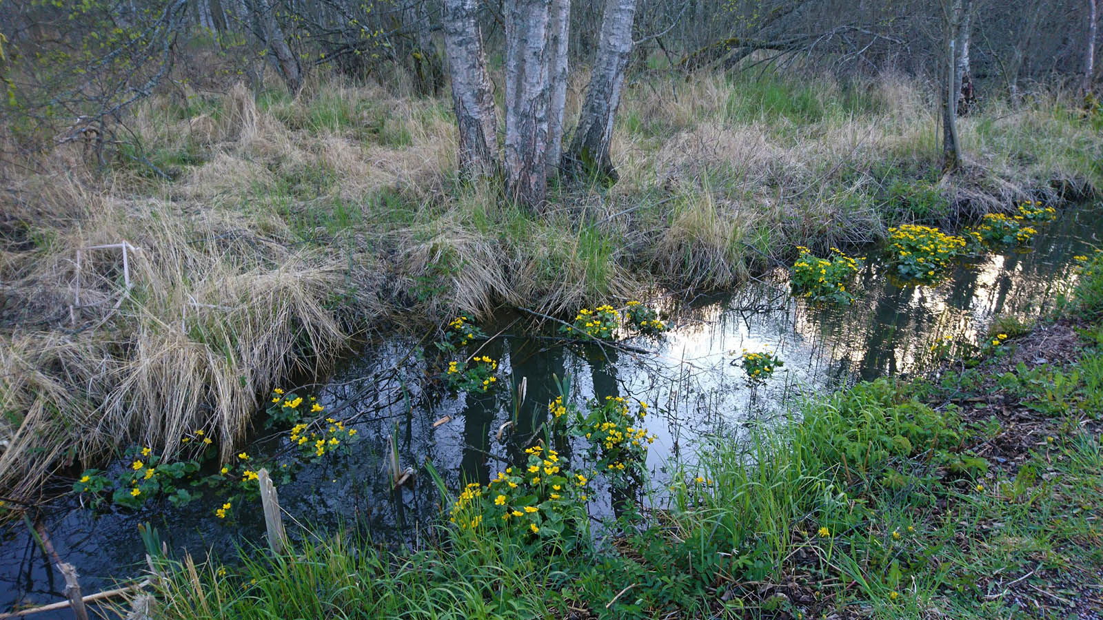 Калужница болотная (Caltha palustris) в природном парке J?rvaf?ltet, Стокгольм. Май 2020 года. Автор фото: Сутормина Марина