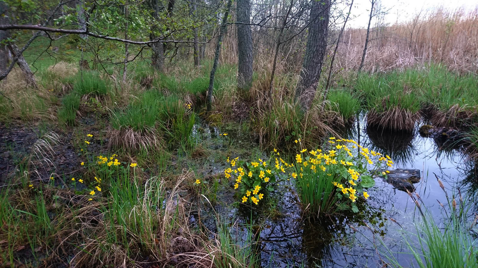 Калужница болотная (Caltha palustris) в природном парке J?rvaf?ltet, Стокгольм. Май 2020 года. Автор фото: Сутормина Марина