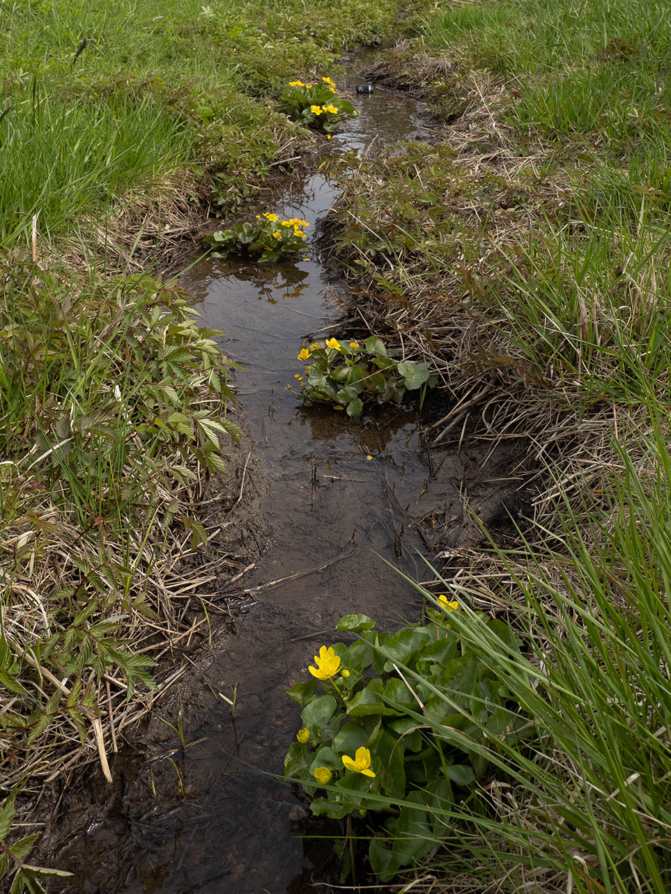 Калужница болотная (Caltha palustris) в природном парке G?rv?lns naturreservat, Стокгольм. Май 2020 года. Автор фото: Сутормина Марина