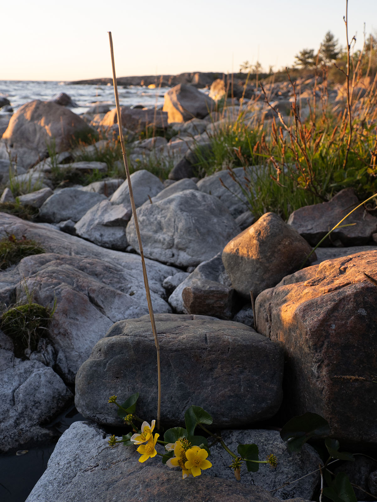 Вопреки своему названию, Калужница болотная (Caltha palustris) растёт на каменистом берегу Балтийского моря в природном парке Kapplasse. Май 2020 года. Автор фото: Сутормина Марина