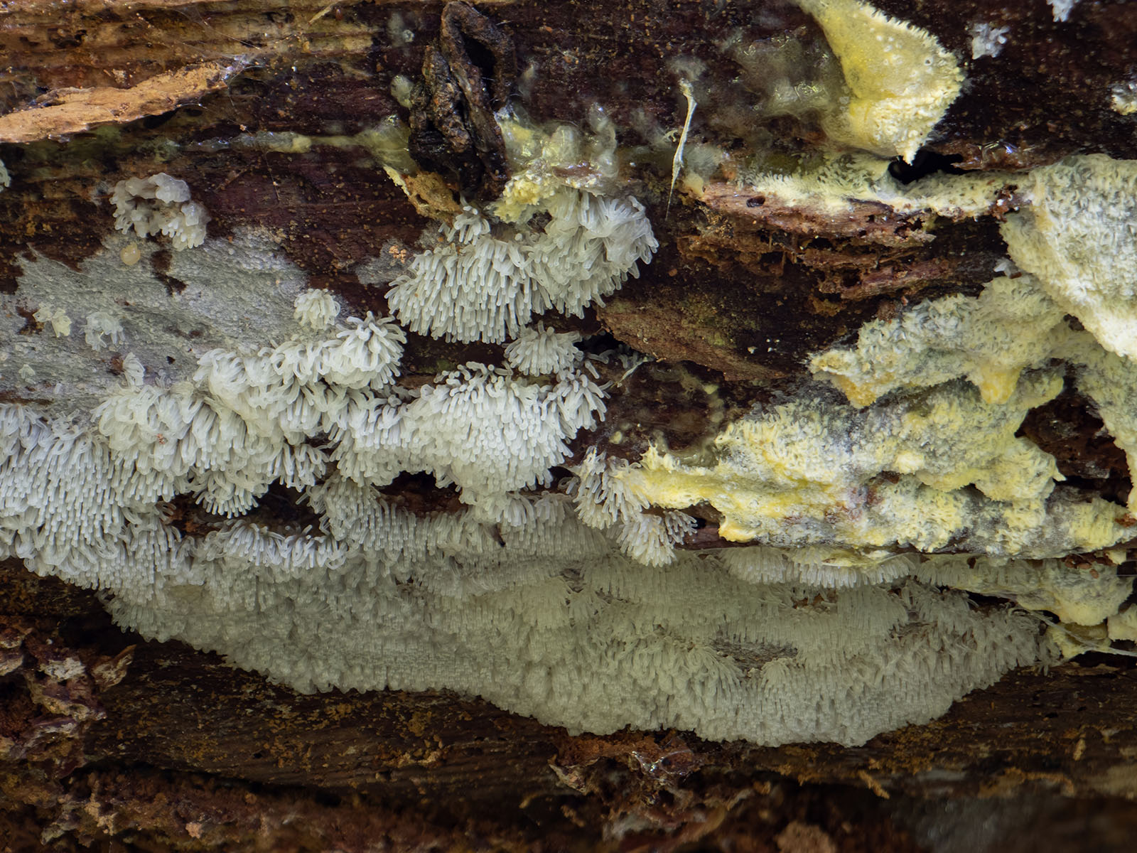 Ceratiomyxa fruticulosa в природном парке G?rv?ln, июль 2020 года. Автор фото: Сутормина Марина