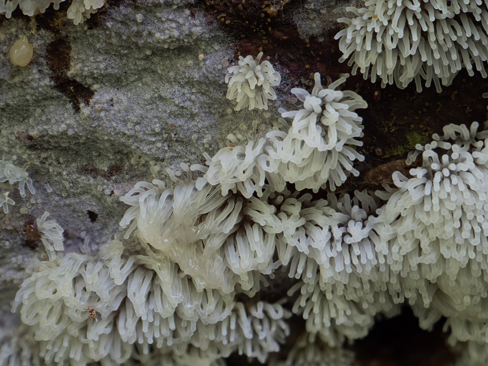 Ceratiomyxa fruticulosa в природном парке G?rv?ln, июль 2020 года. Автор фото: Сутормина Марина