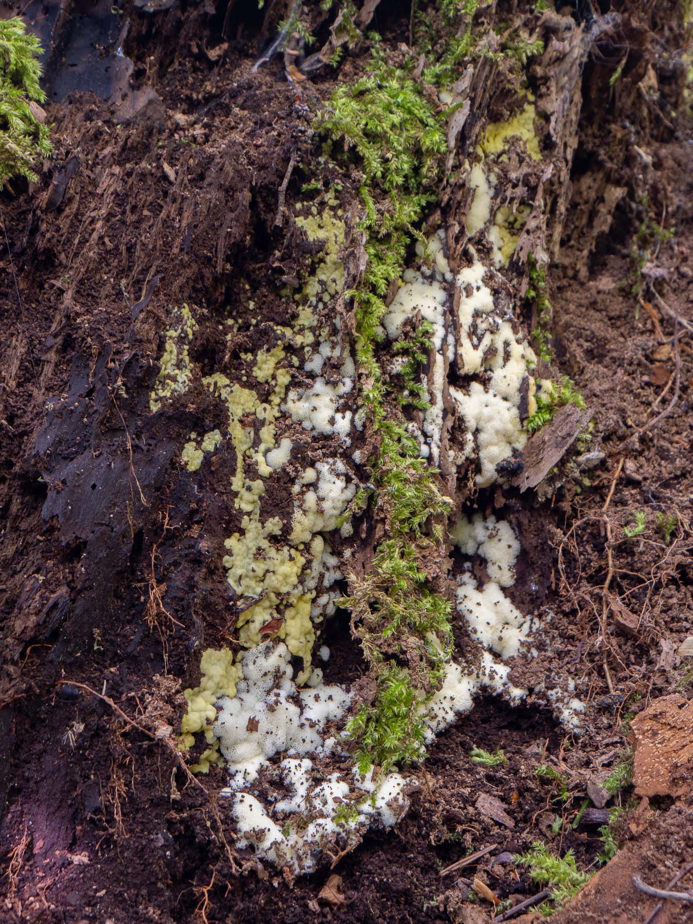 Сeratiomyxa fruticulosa var. porioides. Природный парк G?rv?ln, июль 2020 года. Автор фото: Сутормина Марина