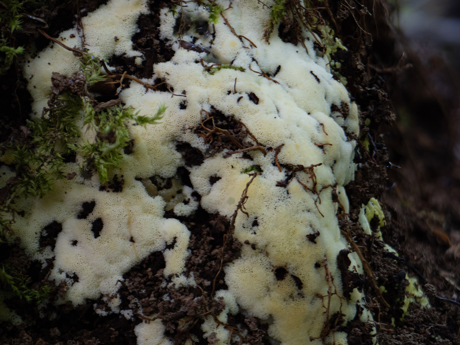 Сeratiomyxa fruticulosa var. porioides. Природный парк G?rv?ln, июль 2020 года. Автор фото: Сутормина Марина