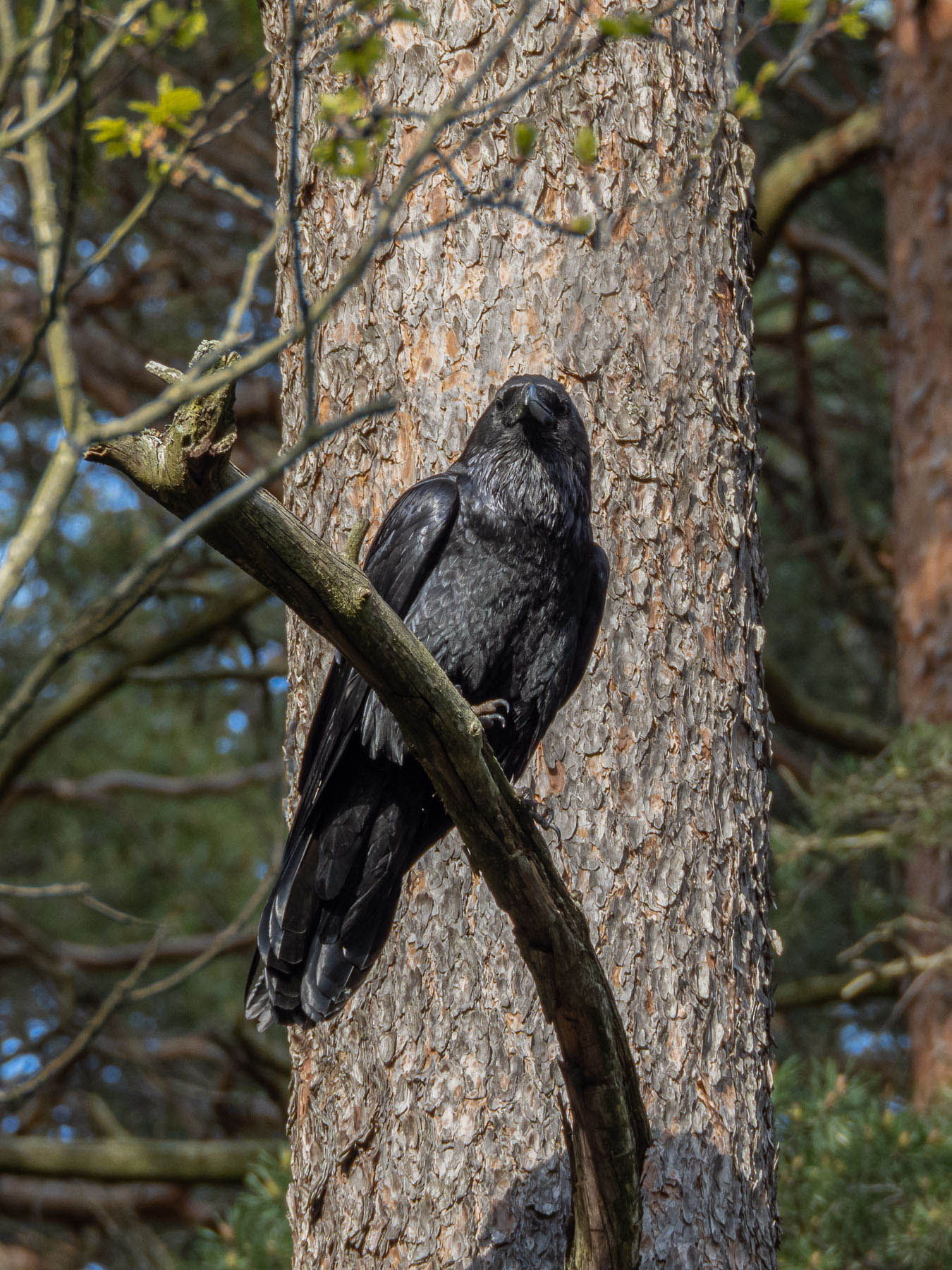 Ворон (Corvus corax) в природном парке G?rv?lns naturreservat, Стокгольм. Май 2020 года. Автор фото: Сутормина Марина