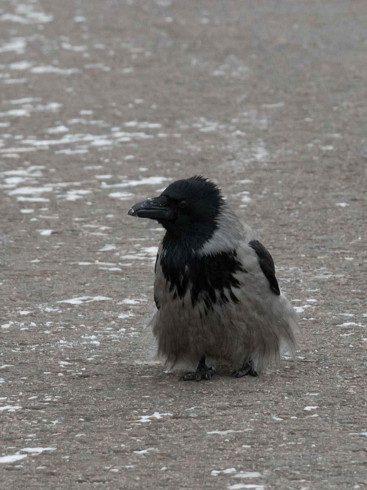 Серая ворона (Corvus cornix) в Парке Горького, Москва. Январь 2018 года. Автор фото: Сутормина Марина