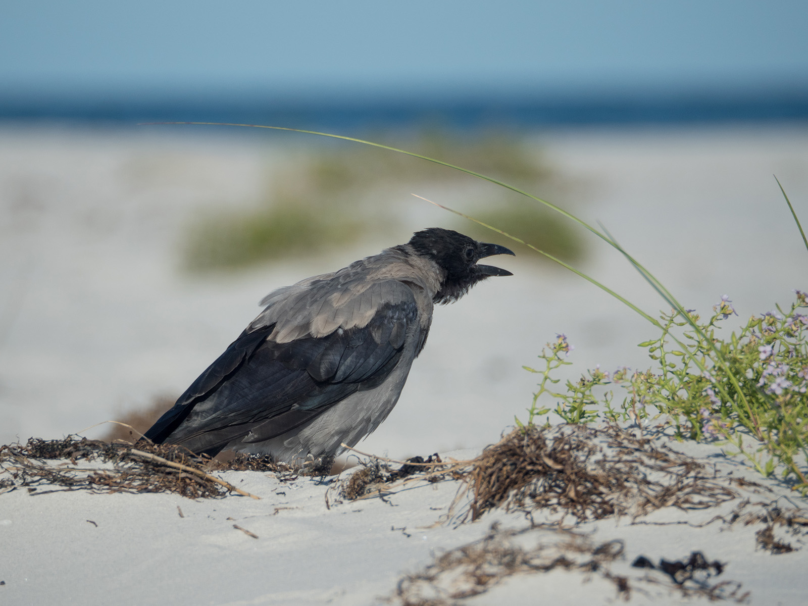 Серая ворона (Corvus cornix) на берегу Балтийского моря, остров Борнхольм, Дания, август 2018 года. Автор фото: Сутормина Марина