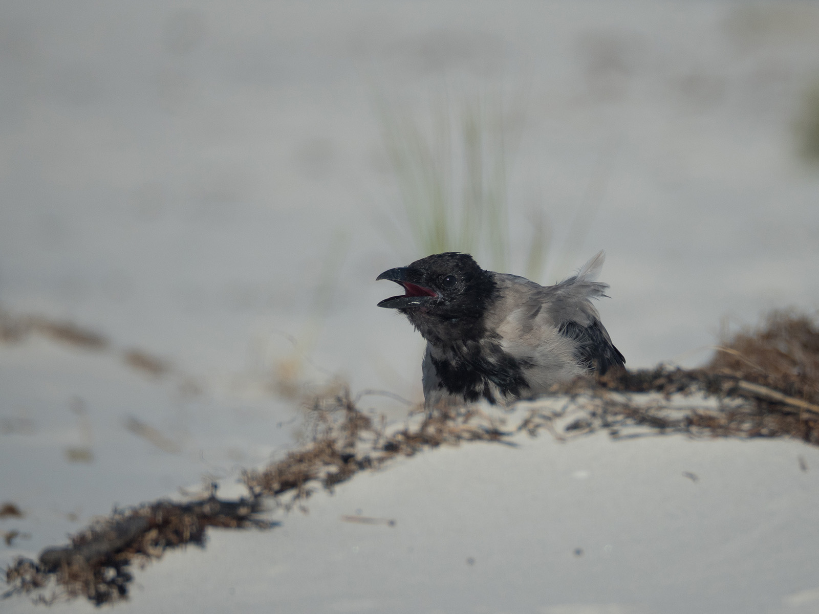 Серая ворона (Corvus cornix)Серая ворона (Corvus cornix) на берегу Балтийского моря, остров Борнхольм, Дания, август 2018 года. Автор фото: Сутормина Марина