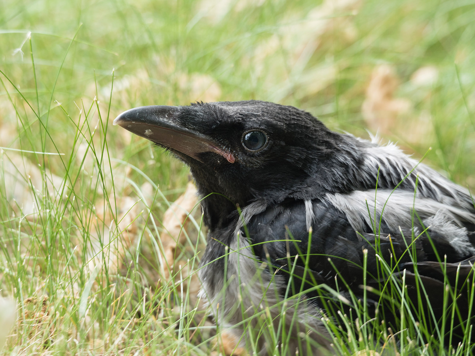 Серая ворона (Corvus cornix). Автор фото: Сутормина Марина