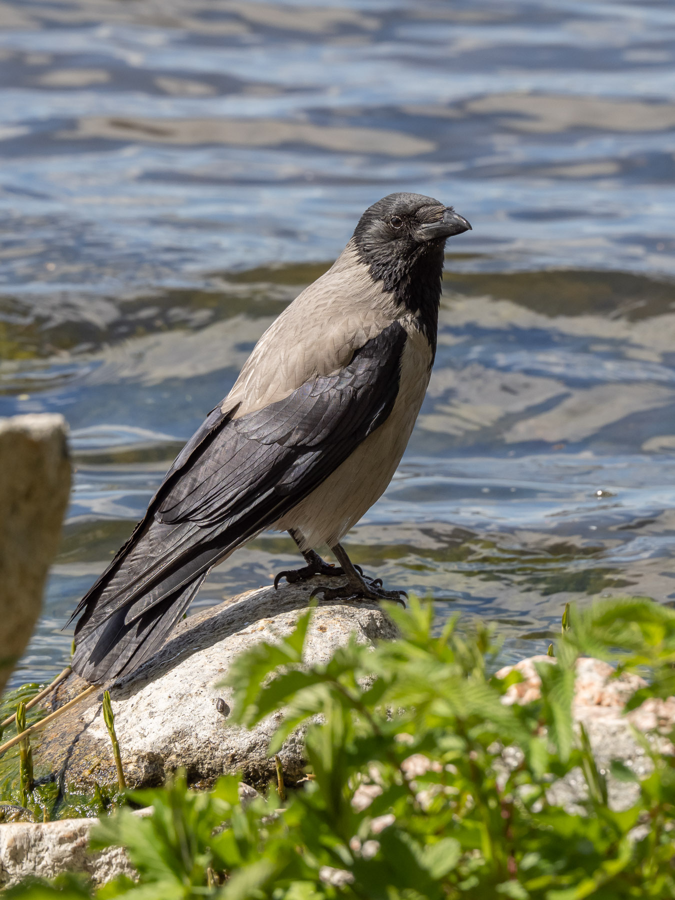 Серая ворона (Corvus cornix) на берегу озера M?laren, Стокгольм, май 2020 года. Автор фото: Сутормина Марина