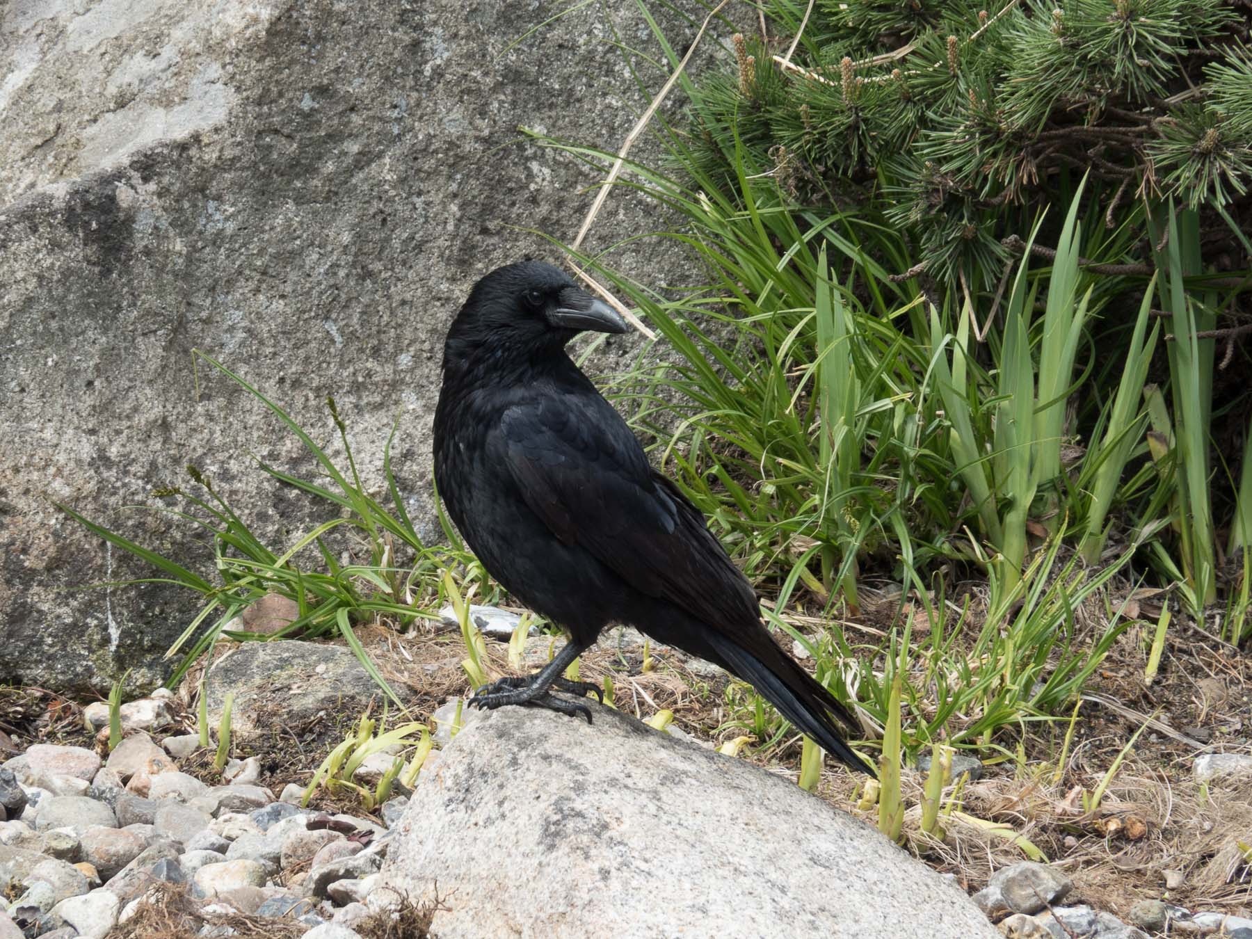 Чёрная ворона (Corvus corone). Автор фото: Сутормина Марина
