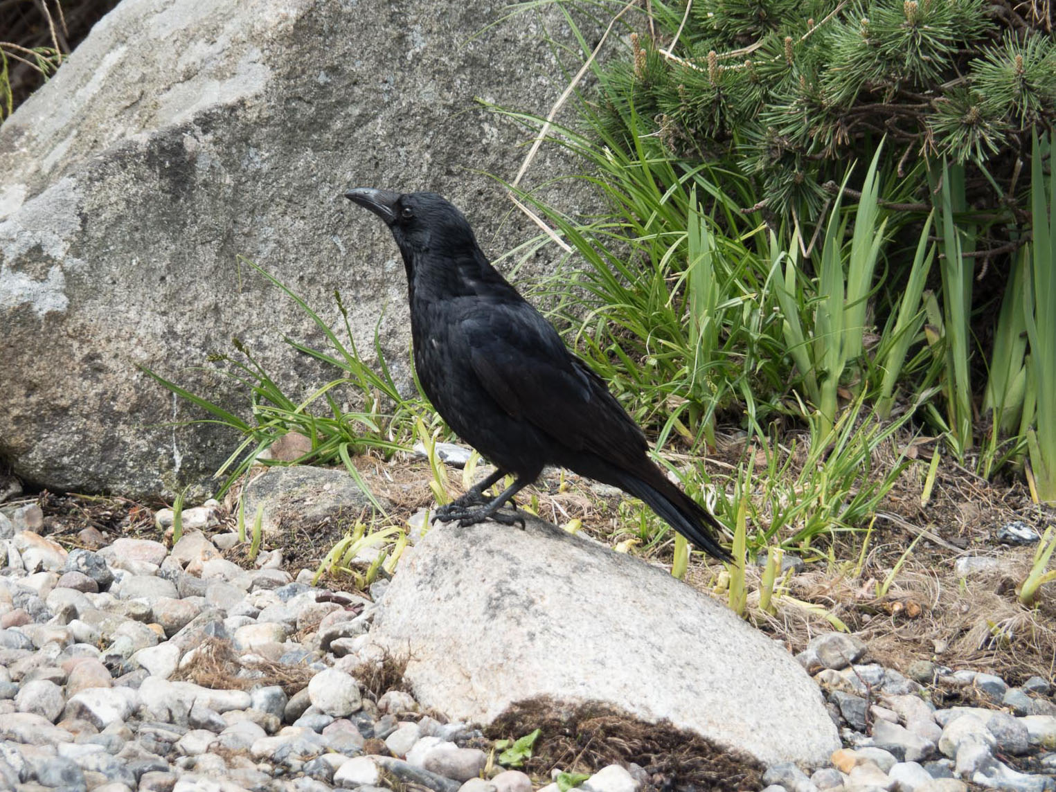Чёрная ворона (Corvus corone). Автор фото: Сутормина Марина