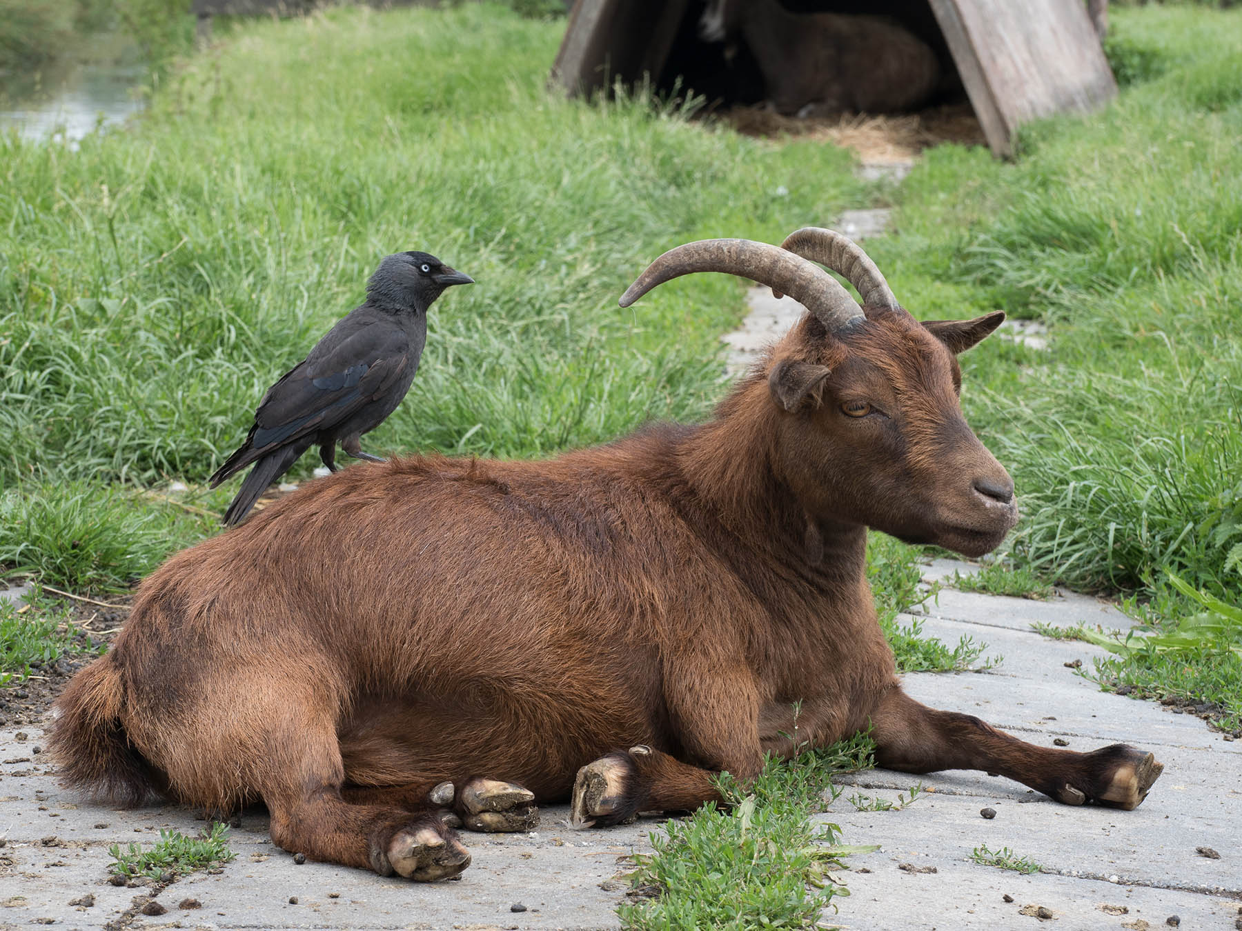 Галка обыкновенная (Corvus monedula)
Галка (Corvus monedula) выклёвывает паразитов с домашней козочки в районе Zaanse Schans, Нидерланды, июнь 2019 года.
Автор фото: Сутормина Марина Галка обыкновенная (Corvus monedula)
Галка (Corvus monedula) выклёвывает паразитов с домашней козочки в районе Zaanse Schans, Нидерланды, июнь 2019 года.
Автор фото: Сутормина Марина
