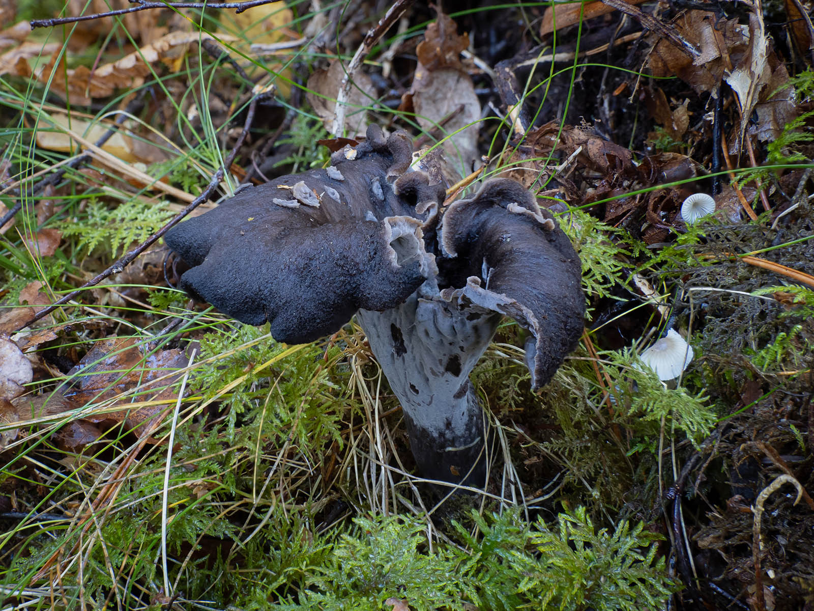 Вороночник рожковидный (Craterellus cornucopioides) в природном парке G?rv?ln, Стокгольм. Октябрь 2020 года. Автор фото: Сутормина Марина