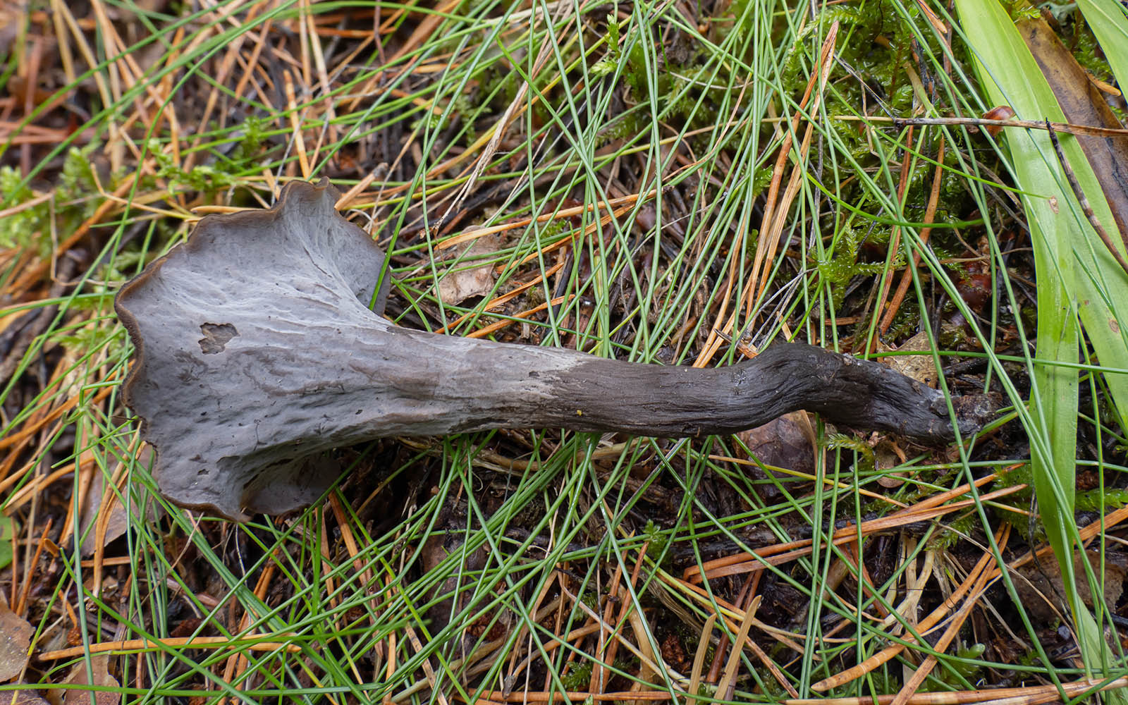 Вороночник рожковидный (Craterellus cornucopioides) в природном парке G?rv?ln, Стокгольм. Октябрь 2020 года. Автор фото: Сутормина Марина