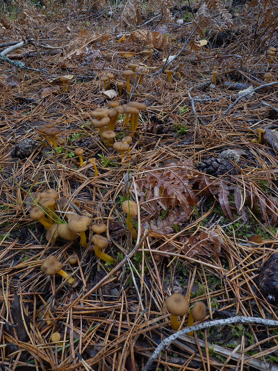 Лисичка трубчатая (Craterellus tubaeformis) в природном парке G?rv?ln, Стокгольм. Октябрь 2020 года. Автор фото: Сутормина Марина