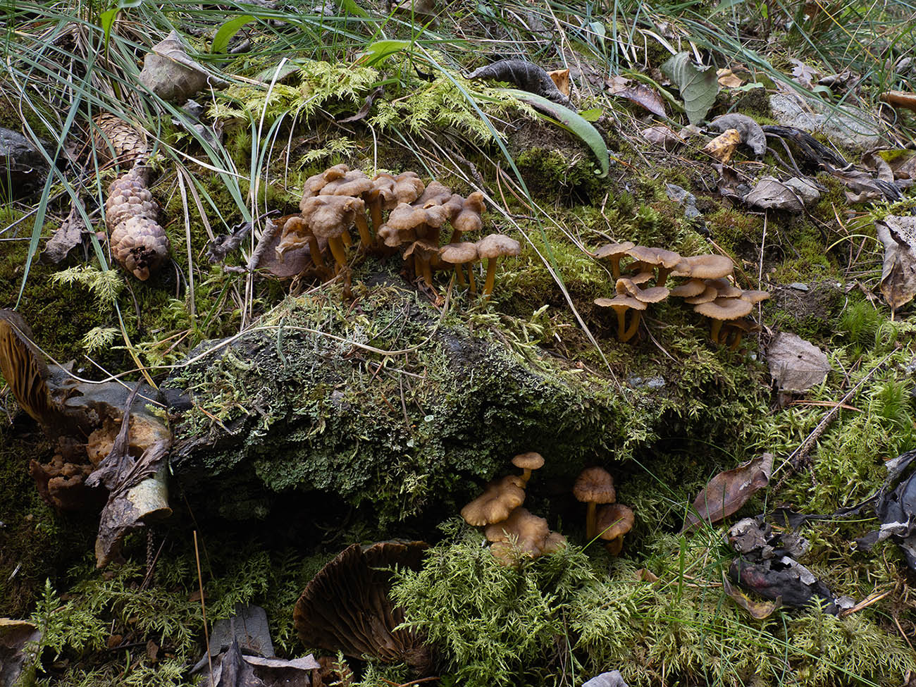 Лисичка трубчатая (Craterellus tubaeformis) в природном парке G?rv?ln, Стокгольм. Октябрь 2020 года. Автор фото: Сутормина Марина