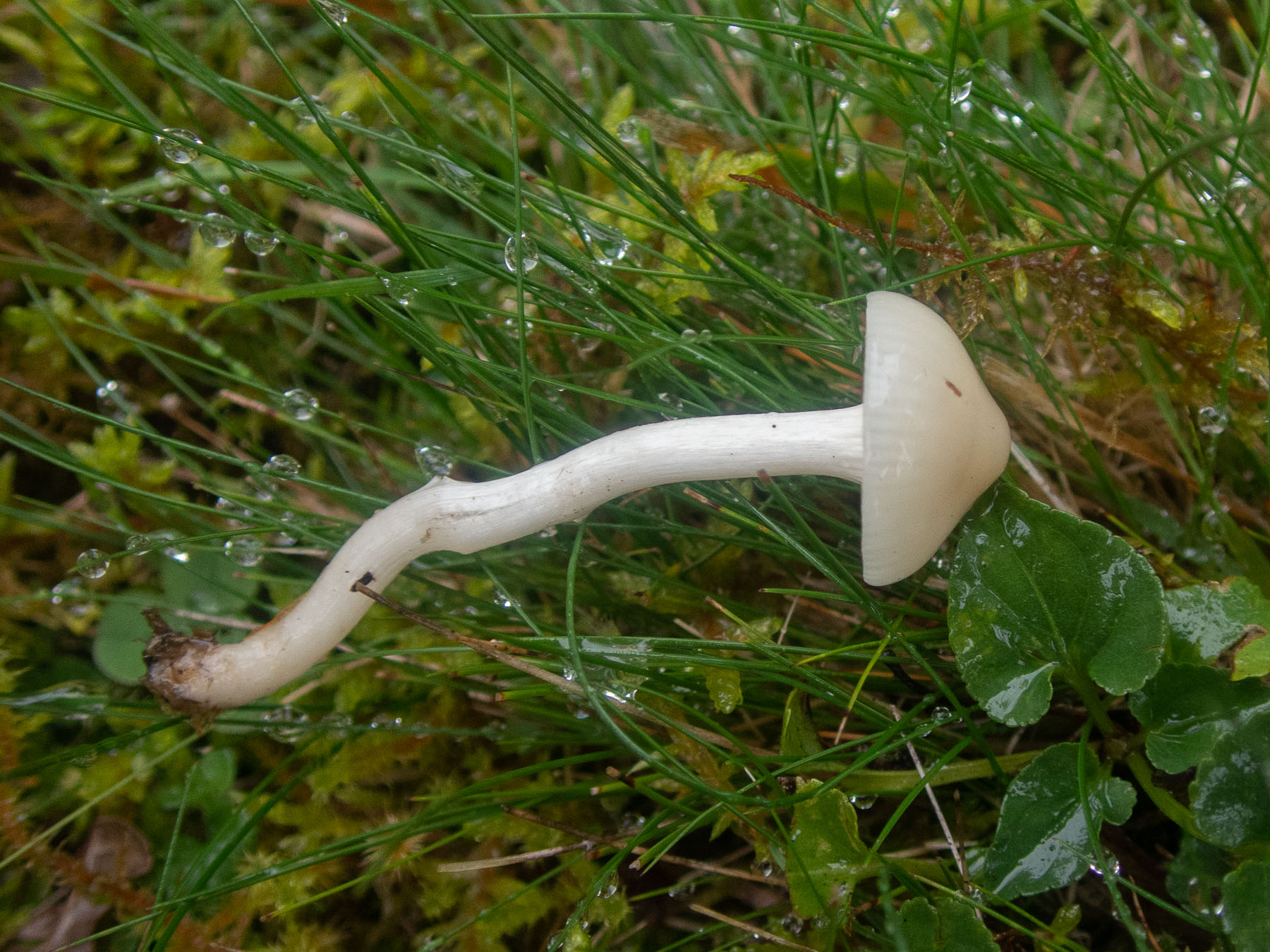 Гигрофор девичий (Cuphophyllus virgineus)Гигрофор девичий (Cuphophyllus virgineus) на лесной просеке, Стокгольм, октябрь 2020 года. Автор фото: Сутормина Марина