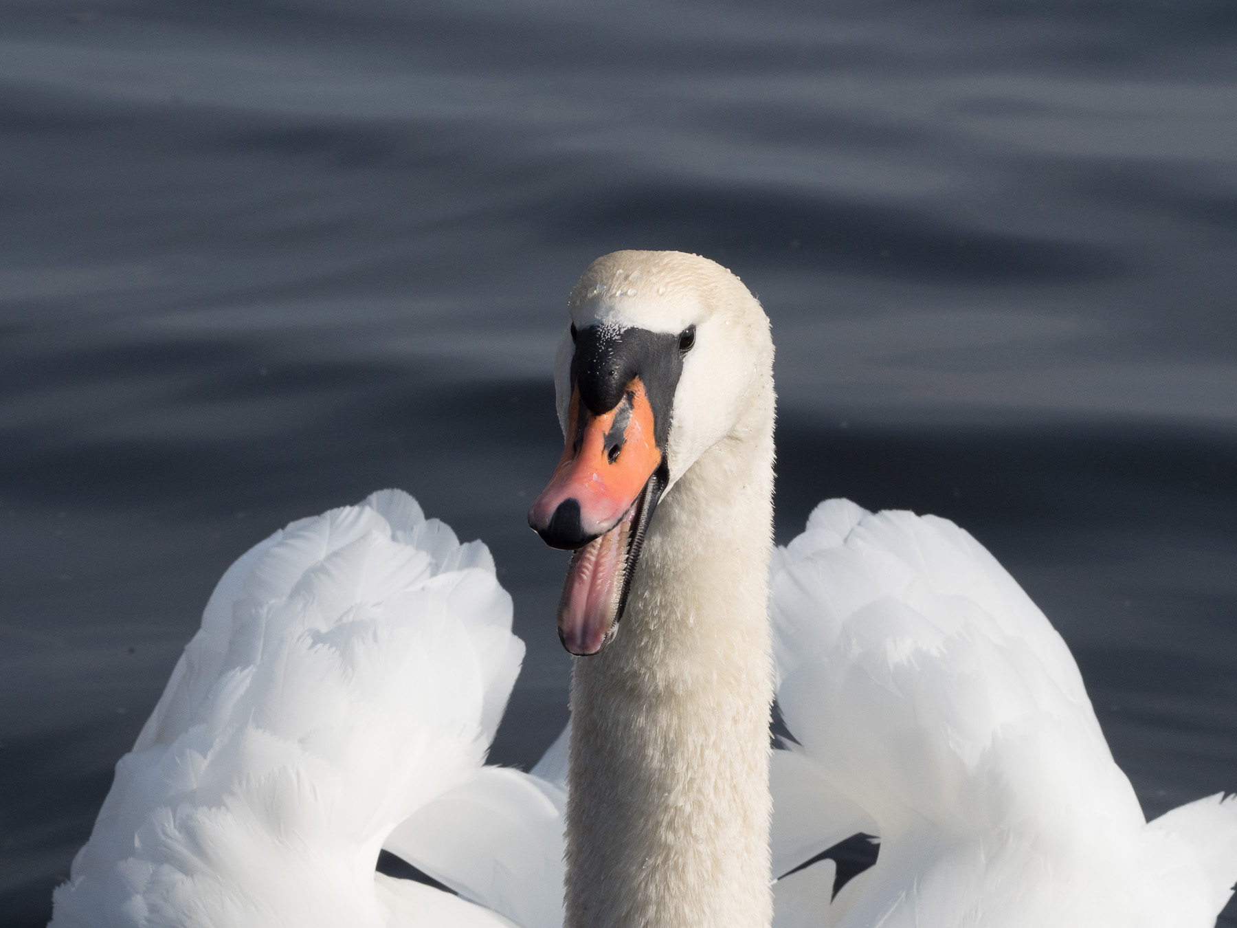 Лебедь-шипун (Cygnus olor) Автор фото: Сутормина Марина
