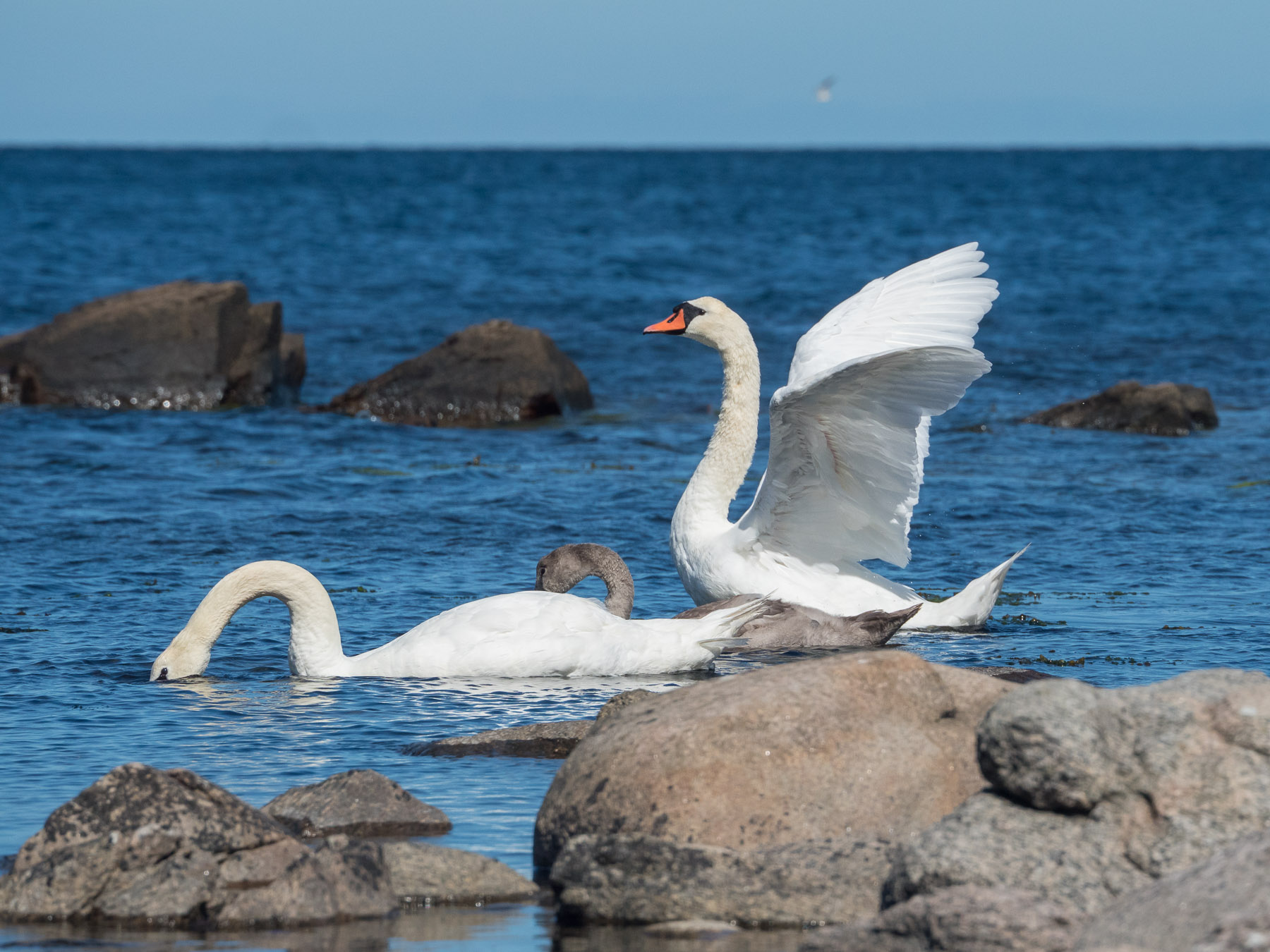 Лебедь-шипун (Cygnus olor) - вид, довольно часто встречающийся в Скандинавии, гнездящийся на многих внутренних озёрах и вдоль морского побережья. Балтийское море, остров Борнхольм, Дания, август 2019 года. Автор фото: Сутормина Марина