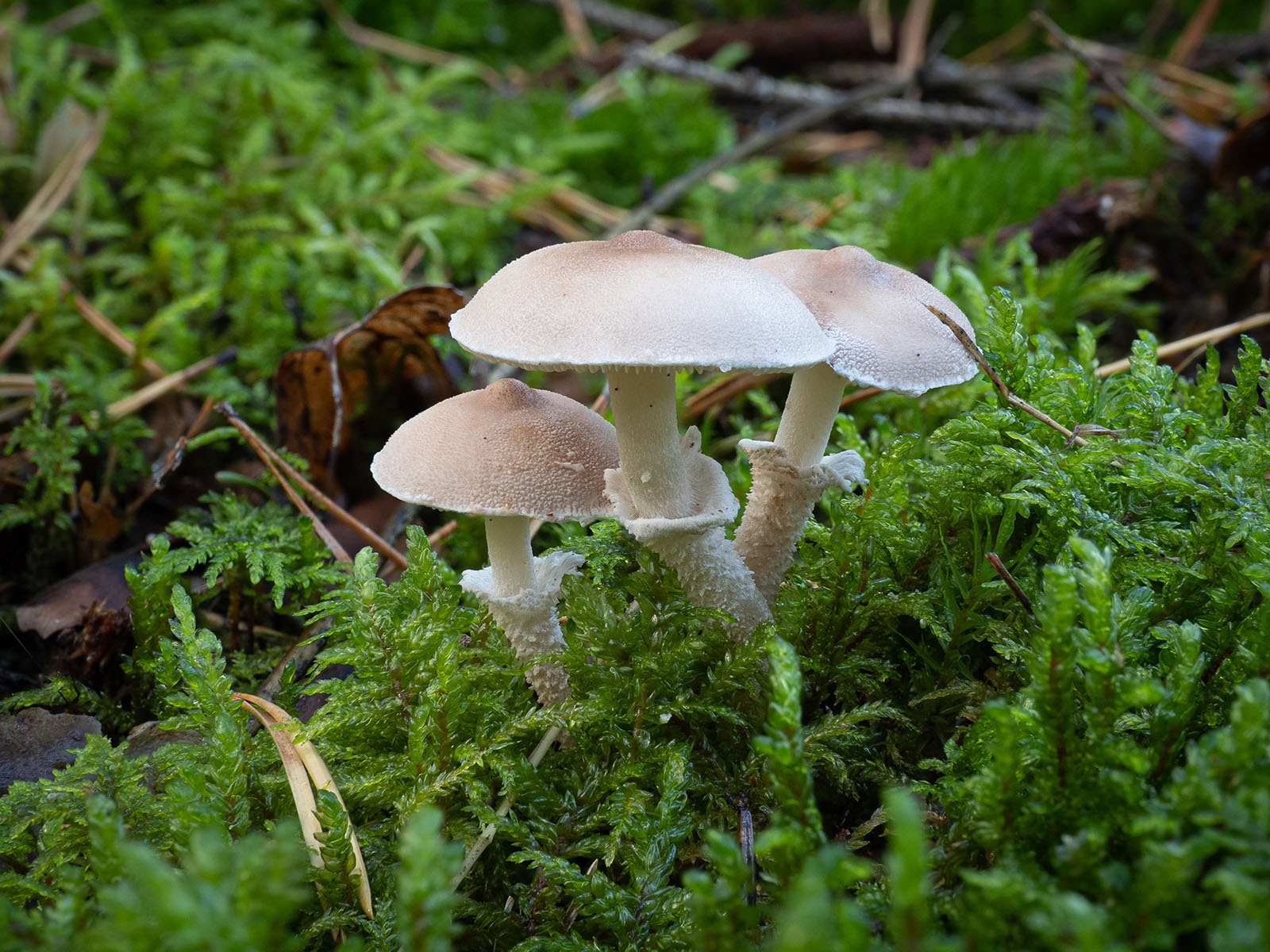 Цистодерма шелушистая (Cystoderma carcharias) в хвойном лесу в Стокгольме. Октябрь 2020 года. Автор фото: Сутормина Марина