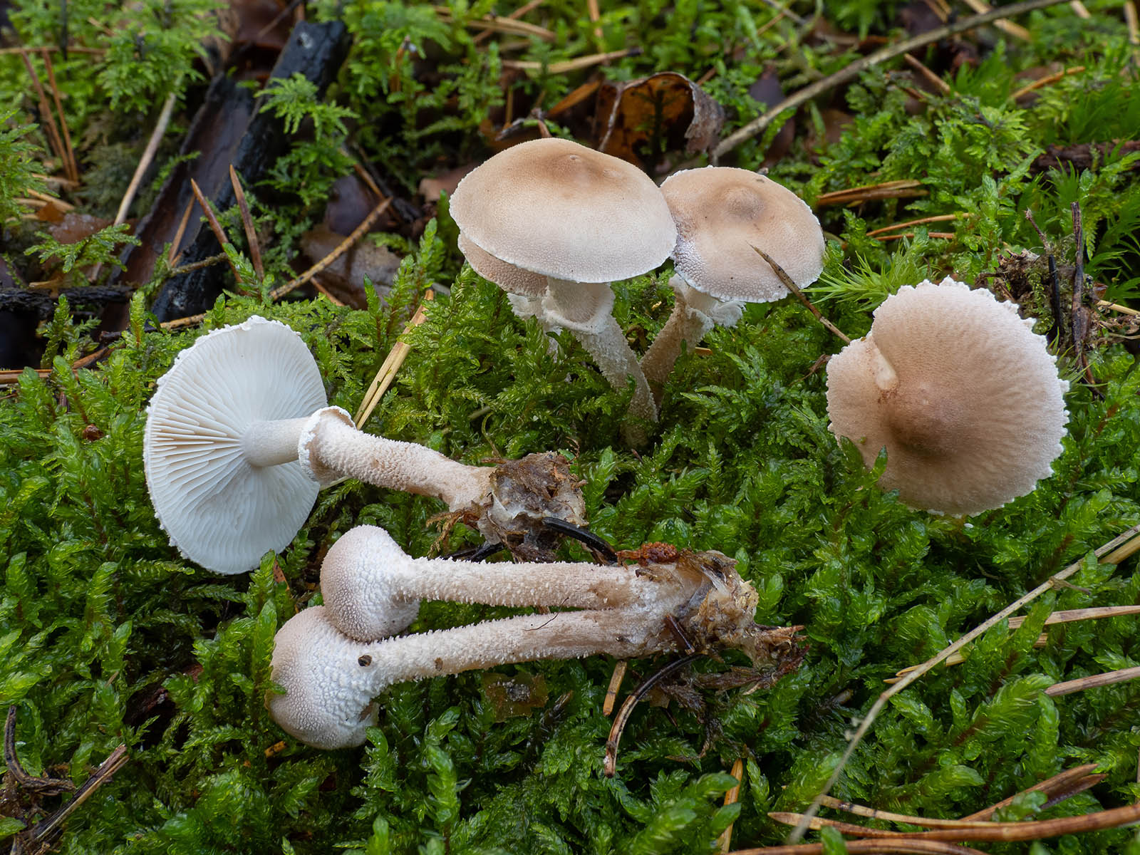 Цистодерма шелушистая (Cystoderma carcharias) в хвойном лесу в Стокгольме. Октябрь 2020 года. Автор фото: Сутормина Марина