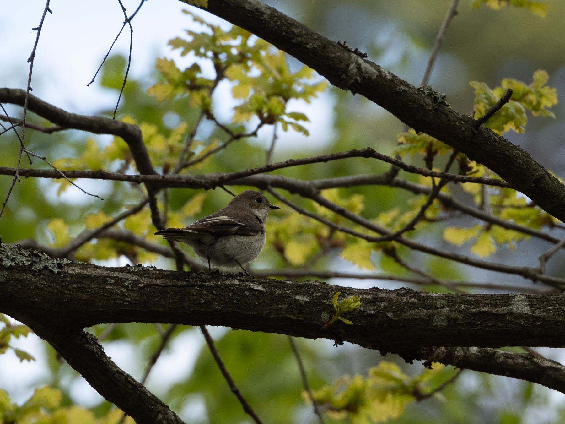 Фотокаталог птиц: Мухоловка-пеструшка (Ficedula hypoleuca)