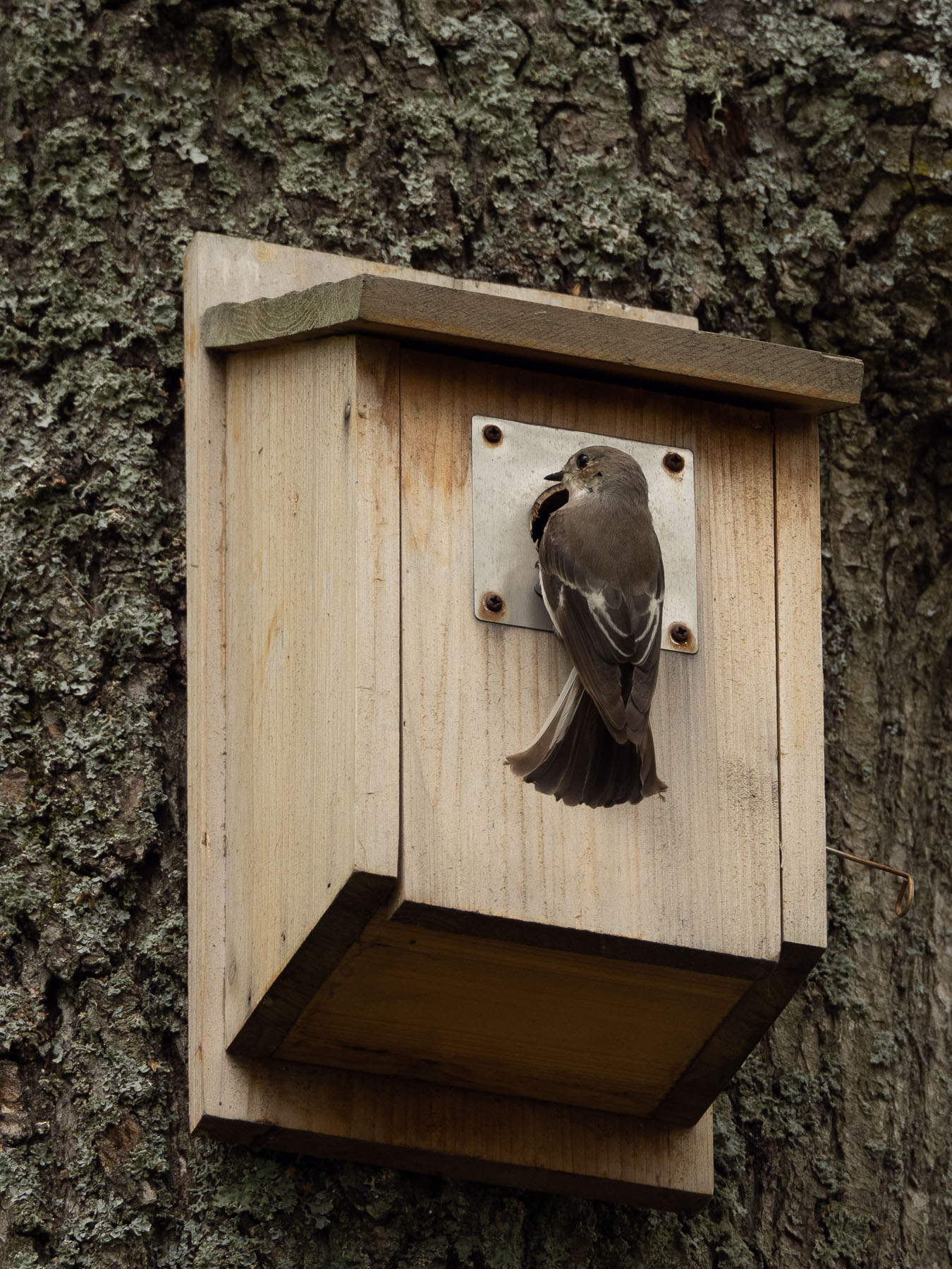 Фотокаталог птиц: Мухоловка-пеструшка (Ficedula hypoleuca)