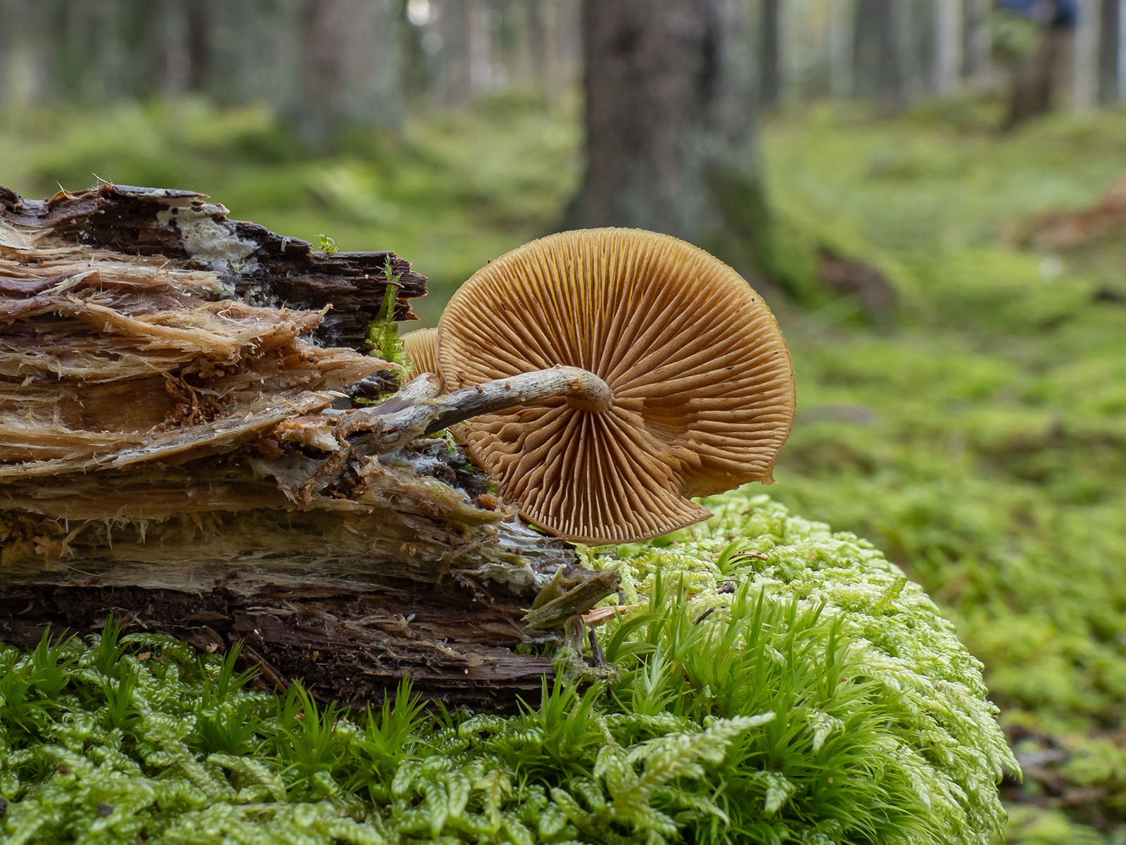 Галерина окаймлённая (Galerina marginata) на трухлявом стволе ели в хвойном лесу, Стокгольм, октябрь 2020 года. Автор фото: Сутормина Марина