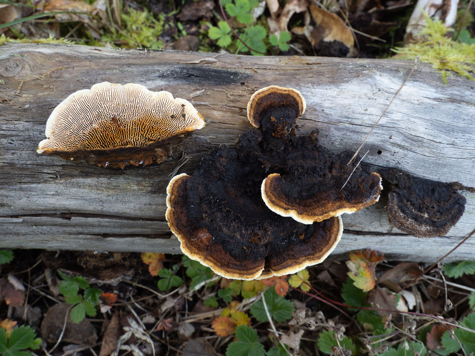 Заборный гриб (Gloeophyllum sepiarium)Заборный гриб (Gloeophyllum sepiarium) на валежной сосне. Стокгольм, октябрь 2020 года. Автор фото: Сутормина Марина