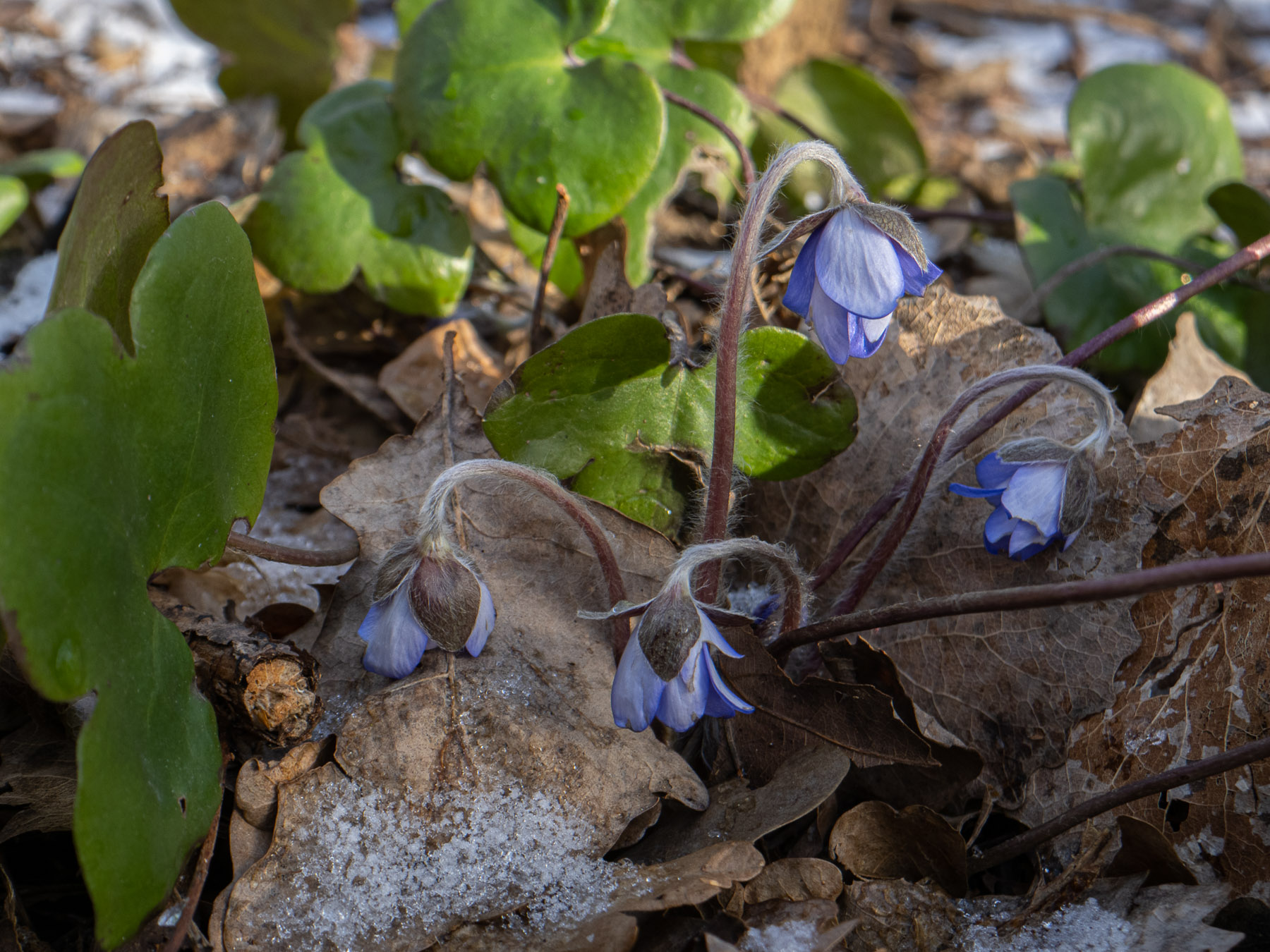 Печёночница благородная (Hepatica nobilis)Печёночница благородная (Hepatica nobilis) решила не дожидаться весны и зацвела в Стокгольме уже в феврале, 26 февраля 2020 года. Автор фото: Сутормина Марина