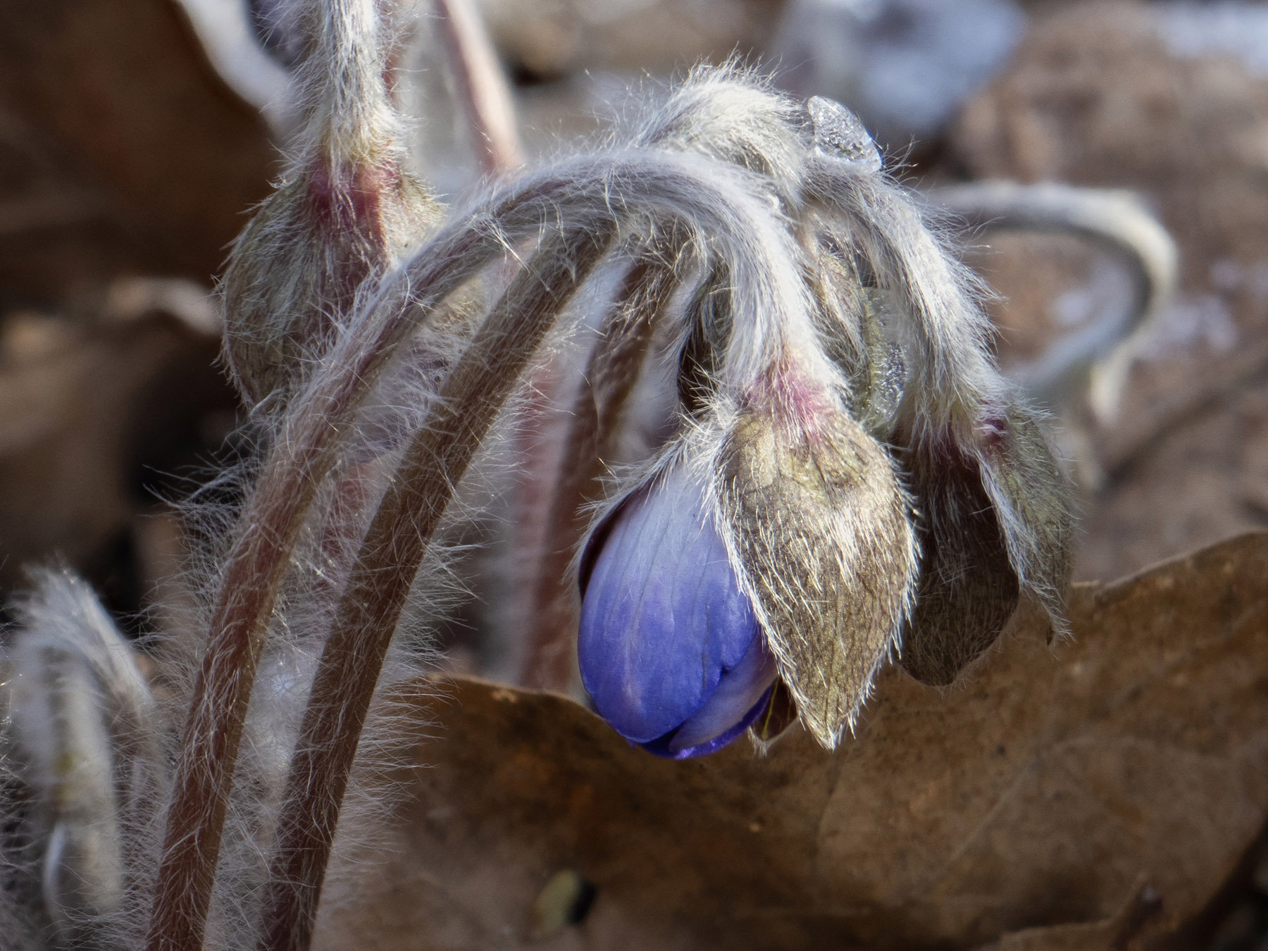 Печёночница благородная (Hepatica nobilis) Автор фото: Сутормина Марина